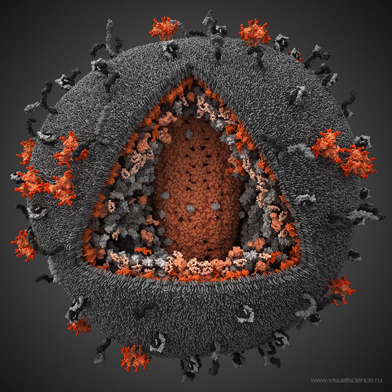 Sida des vaccins limitent fortement la contamination des singes